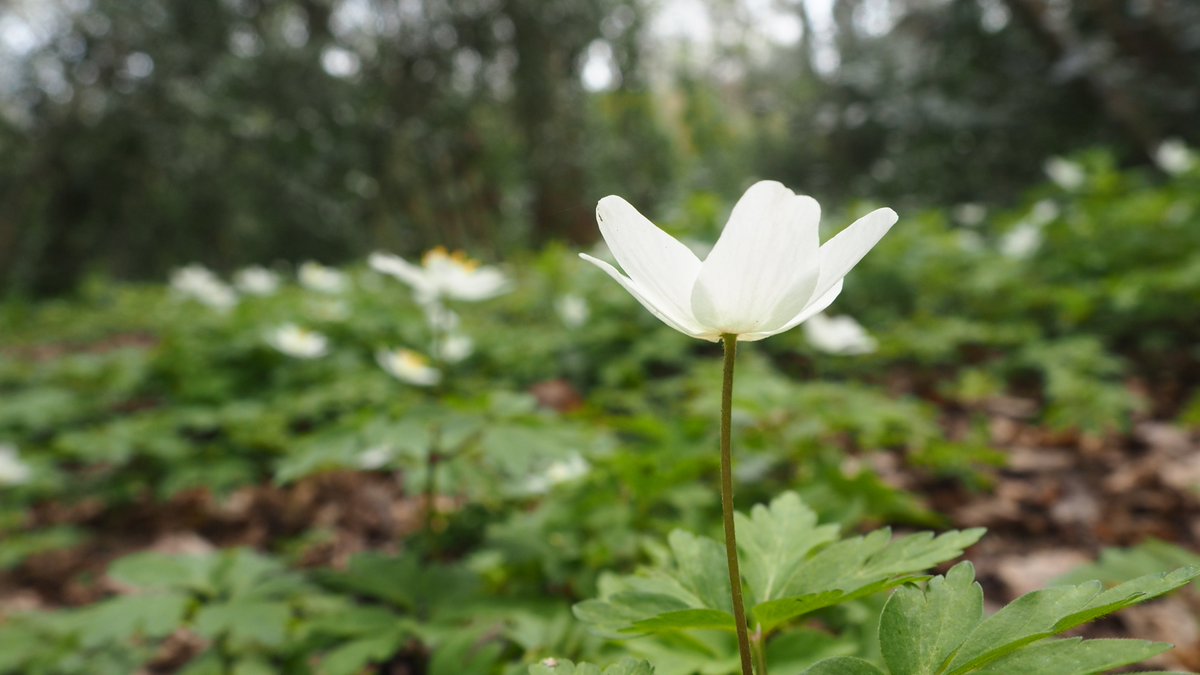123Walks's tweet photo. Wildflower spotter sheet for Church Wood #stleonards plus 123 Walks map. Beautiful spring walk - masses Wood Anemones &amp; Lesser Celandine now, Bluebells &amp; Wild Garlic soon!
#Hastings #naturewalks #hastingsshortwalks #springwalks #getwalking #walkforwellbeing #eastsussexwalks https://t.co/4dm9KG6cWf