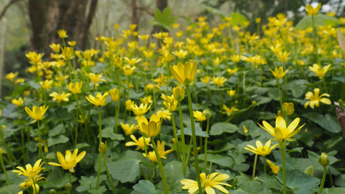 123Walks's tweet photo. Wildflower spotter sheet for Church Wood #stleonards plus 123 Walks map. Beautiful spring walk - masses Wood Anemones &amp; Lesser Celandine now, Bluebells &amp; Wild Garlic soon!
#Hastings #naturewalks #hastingsshortwalks #springwalks #getwalking #walkforwellbeing #eastsussexwalks https://t.co/4dm9KG6cWf