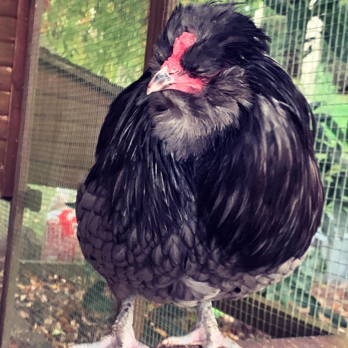 bgifford's tweet photo. I wonder if other game devs raise chickens. We could show them off to each other. My new girls and boy are getting huge but still many weeks before eggs. #gamedev https://t.co/v2L7UpPHMA