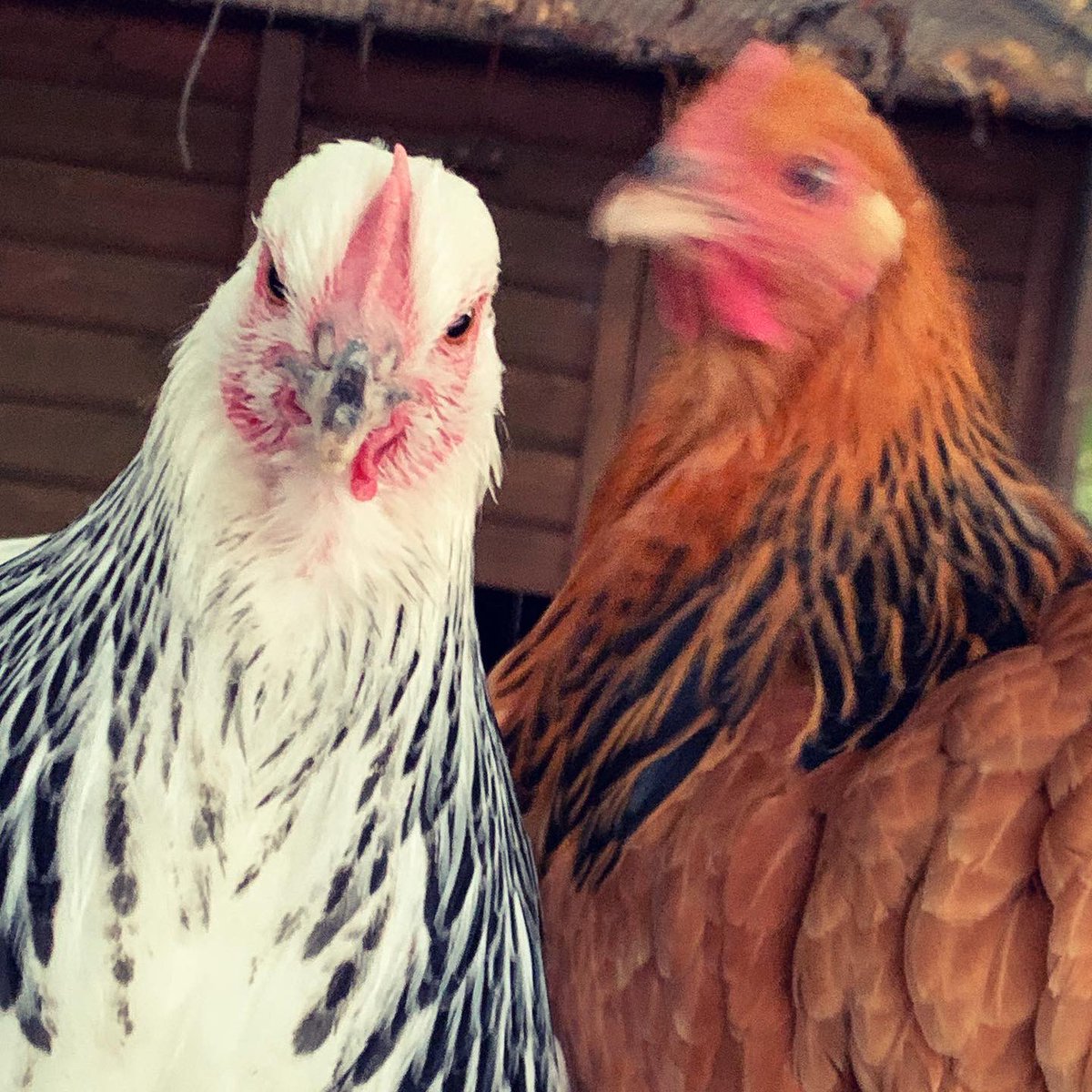 bgifford's tweet photo. I wonder if other game devs raise chickens. We could show them off to each other. My new girls and boy are getting huge but still many weeks before eggs. #gamedev https://t.co/v2L7UpPHMA