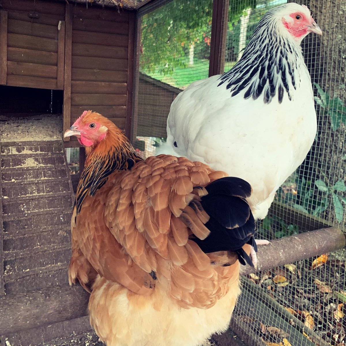 bgifford's tweet photo. I wonder if other game devs raise chickens. We could show them off to each other. My new girls and boy are getting huge but still many weeks before eggs. #gamedev https://t.co/v2L7UpPHMA