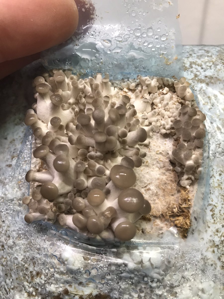 DutchFungi's tweet photo. 🇳🇱 Het gaat nooit vervelen om baby paddenstoelen te zien verschijnen aan het eind van je kweek avontuur 🇬🇧 Seeing baby mushrooms appear at the end of your cultivation journey will never get old https://t.co/HEsT4yxKuD