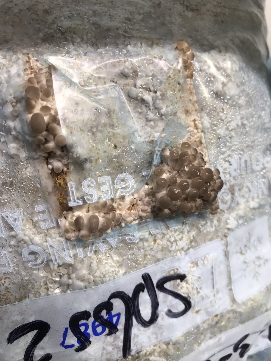 DutchFungi's tweet photo. 🇳🇱 Het gaat nooit vervelen om baby paddenstoelen te zien verschijnen aan het eind van je kweek avontuur 🇬🇧 Seeing baby mushrooms appear at the end of your cultivation journey will never get old https://t.co/HEsT4yxKuD