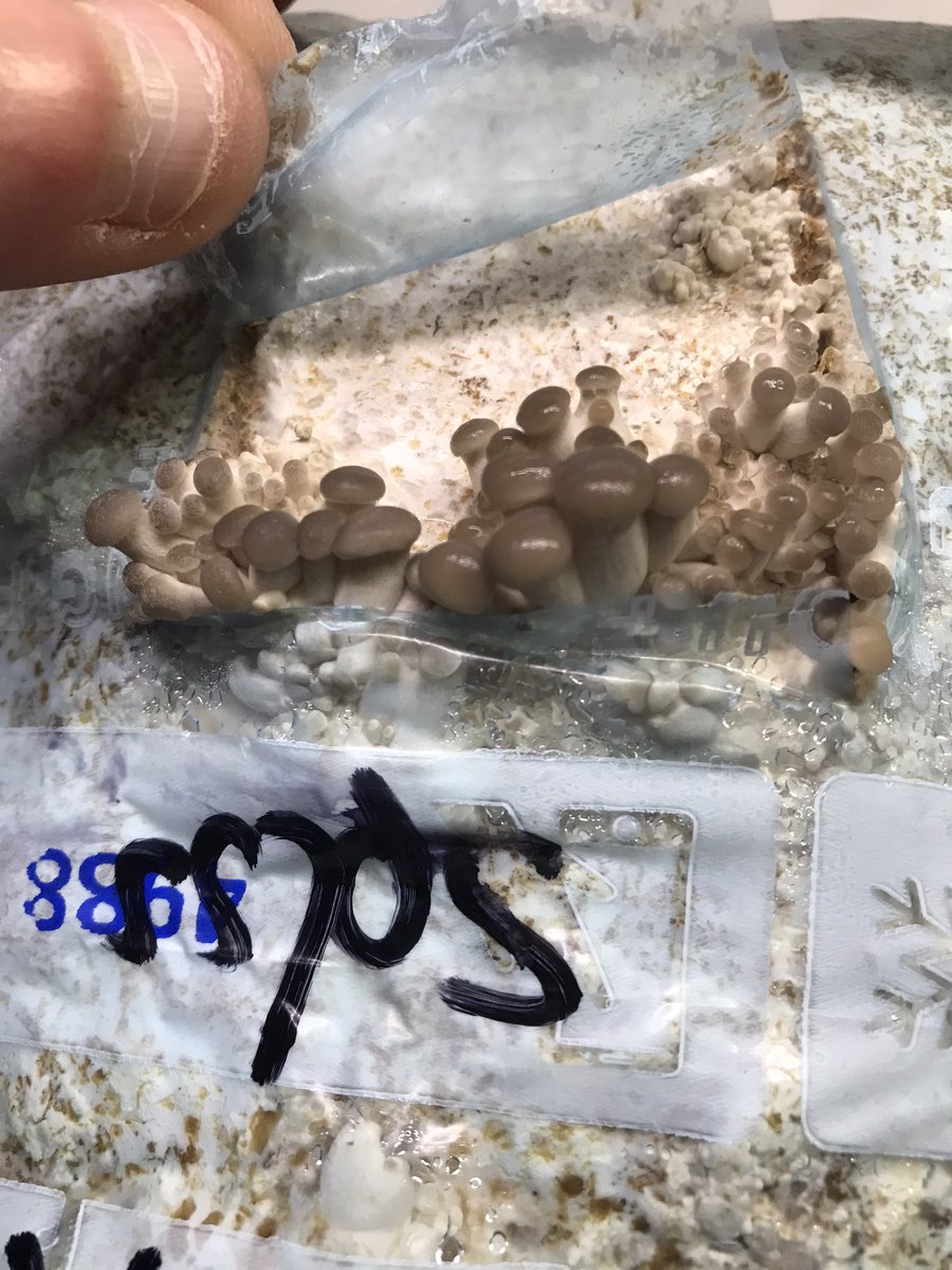 DutchFungi's tweet photo. 🇳🇱 Het gaat nooit vervelen om baby paddenstoelen te zien verschijnen aan het eind van je kweek avontuur 🇬🇧 Seeing baby mushrooms appear at the end of your cultivation journey will never get old https://t.co/HEsT4yxKuD