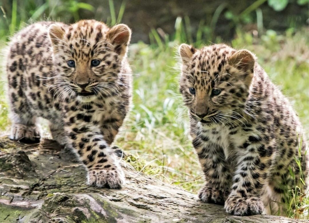 The #AmurLeopard is one of the rarest big cats in the world, these leopard subspecies are critically endangered.
 Lend your time  to Greenpeace' Extinction Rebellions (XR) from the 21st to 24th April at the Houses of Parliament. Where we unite for a peaceful call to action