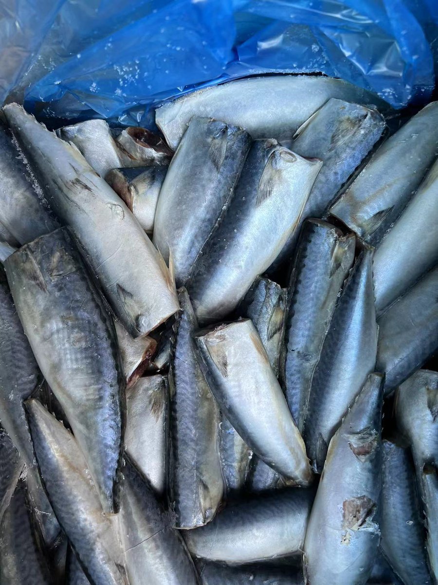 Mackerel HGT packed.
Size:70-100g,100-200g with competitive price 
Whatsapp/wechat: 86-18958685544.
#mackerel #fish #seafoodexpo #seafood #canning #factory #fishing #thailand #food #frozenfish #frozenseafood lnkd.in/gaN3Hj5i