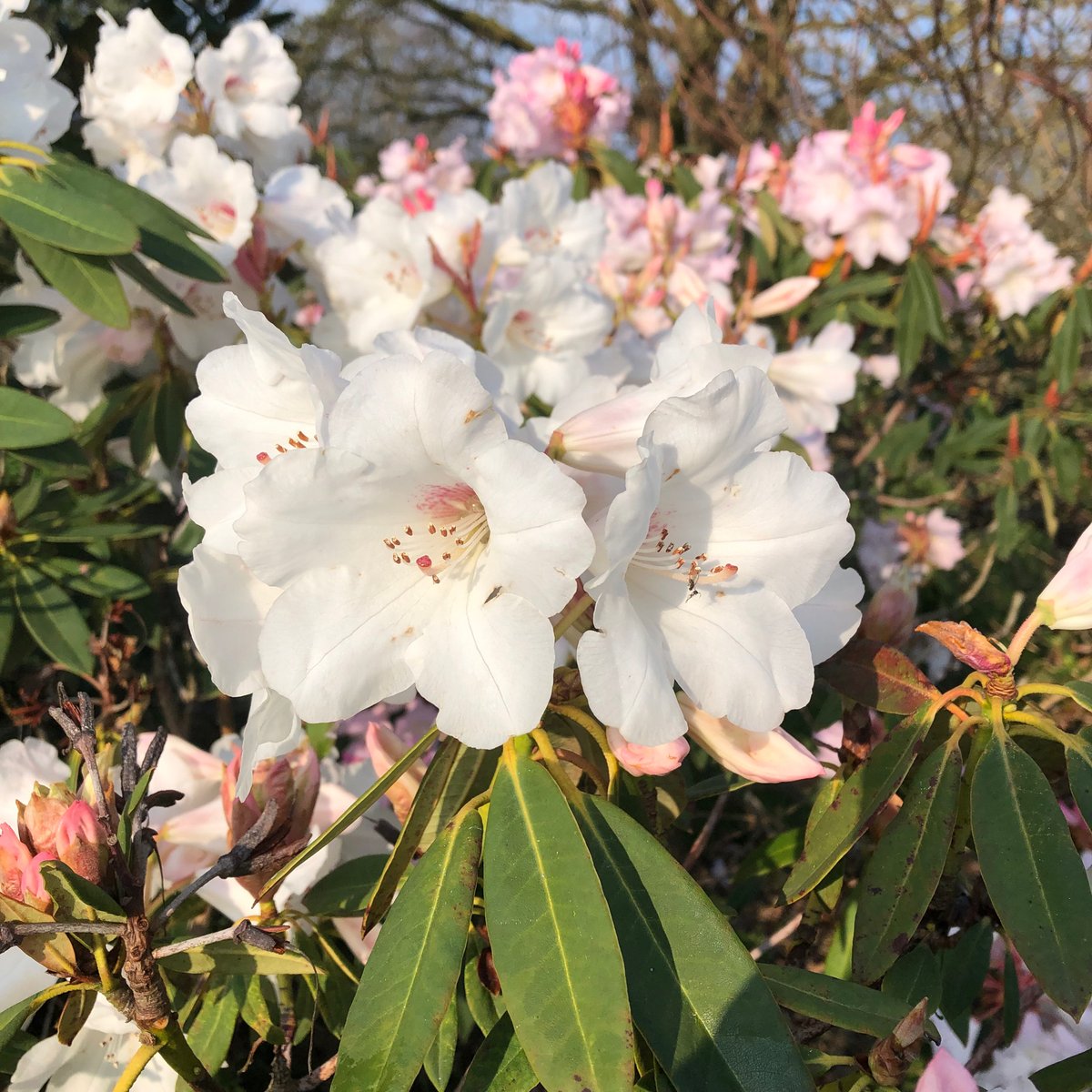 Loder_Plants's tweet photo. What a start to the day
Rhododendron 'White Glory‘ (irroratum x Loderi)
#Leonardslee Hybrid by Lady Loder #GoodMorning, #Morning #heaven. #Walk #wonder #Plants #Beauty #Peaceful #Sunrise #sunlight #Flowers #Nurseries #sussex #placestovisit
@RCM_Group @loder_plants @loderplants https://t.co/7PCbXQSBh1