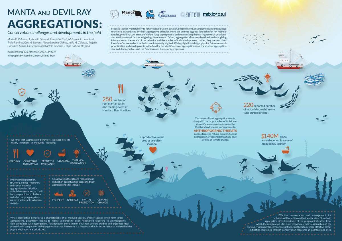 Manta Trust on Twitter: "** NEW SCIENCE ALERT ** Have you ever wondered