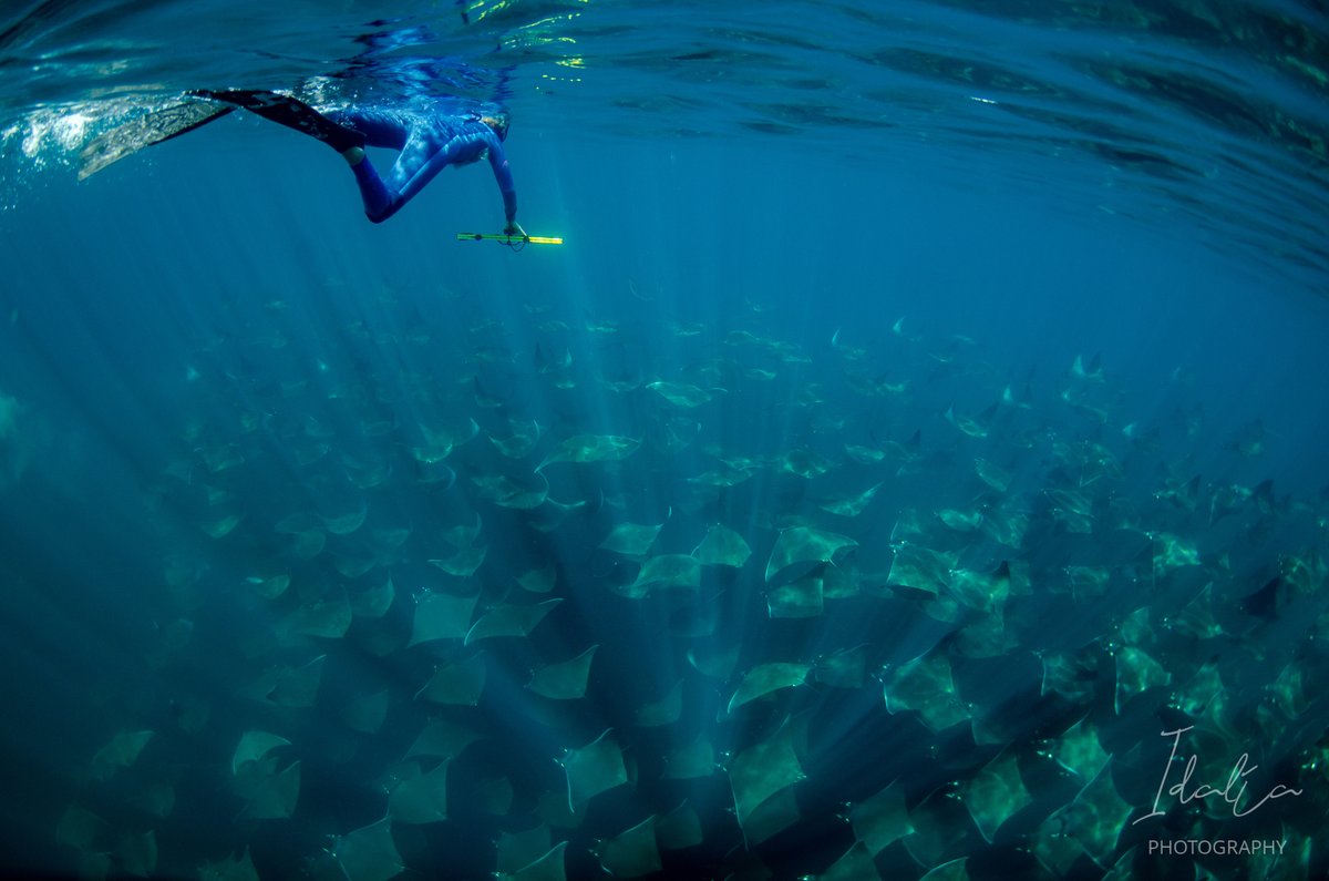 Manta Trust on Twitter: "** NEW SCIENCE ALERT ** Have you ever wondered
