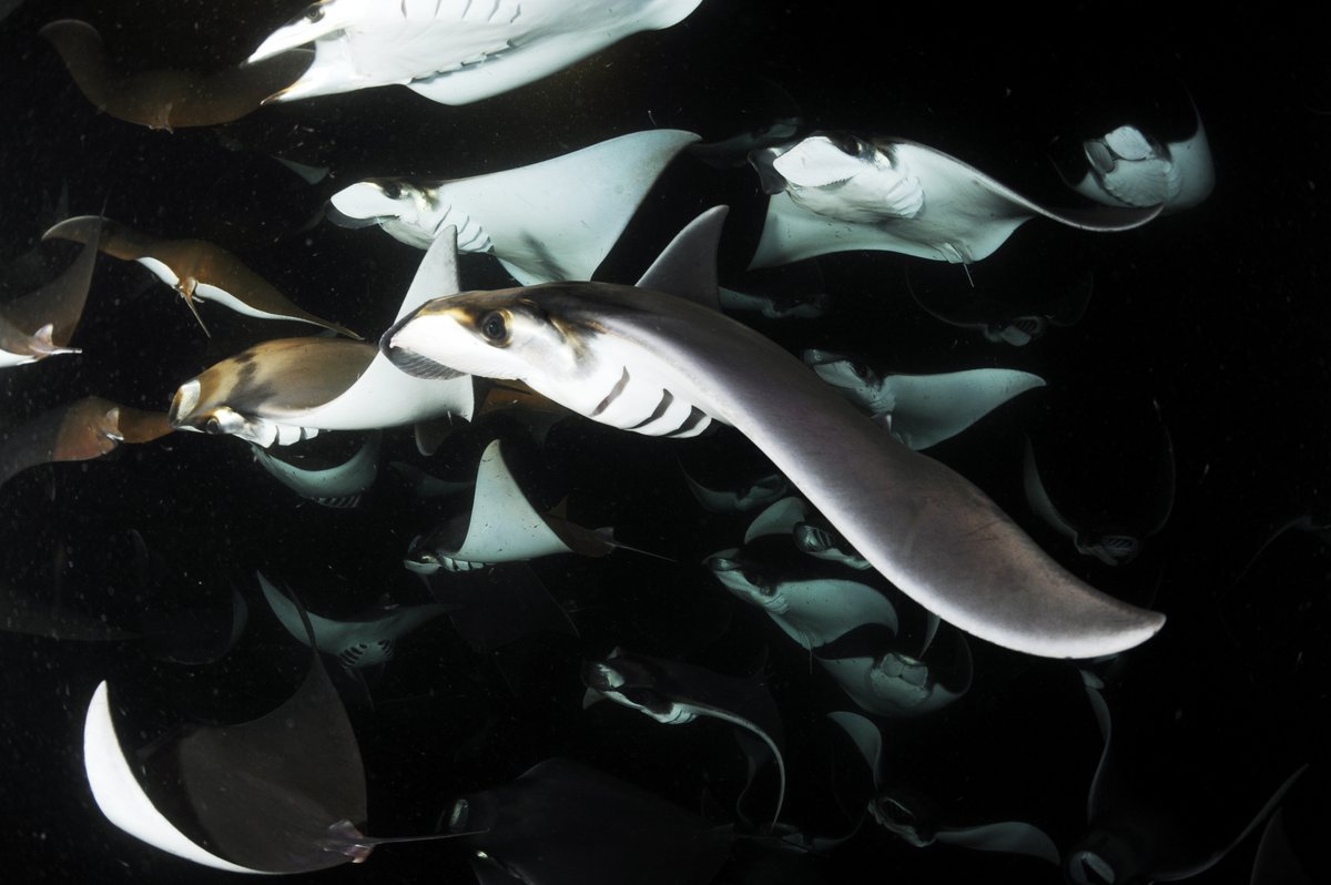 Manta Trust tweet media