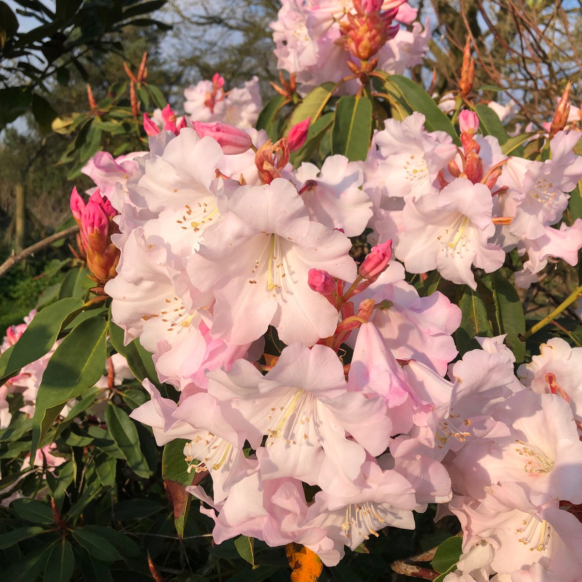 Loder_Plants's tweet photo. What a start to the day and It keeps getting better
Rhododendron 'Pink Glory‘ (irroratum x Loderi)
#Leonardslee Hybrid by Lady Loder, Sister seeding to “White Glory’
#GoodMorning, #Walk #wonder #Beauty #Peaceful #Sunrise #sunlight #Nurseries #sussex
@RCM_Group @Loder_Plants https://t.co/f2Vo0Po27c