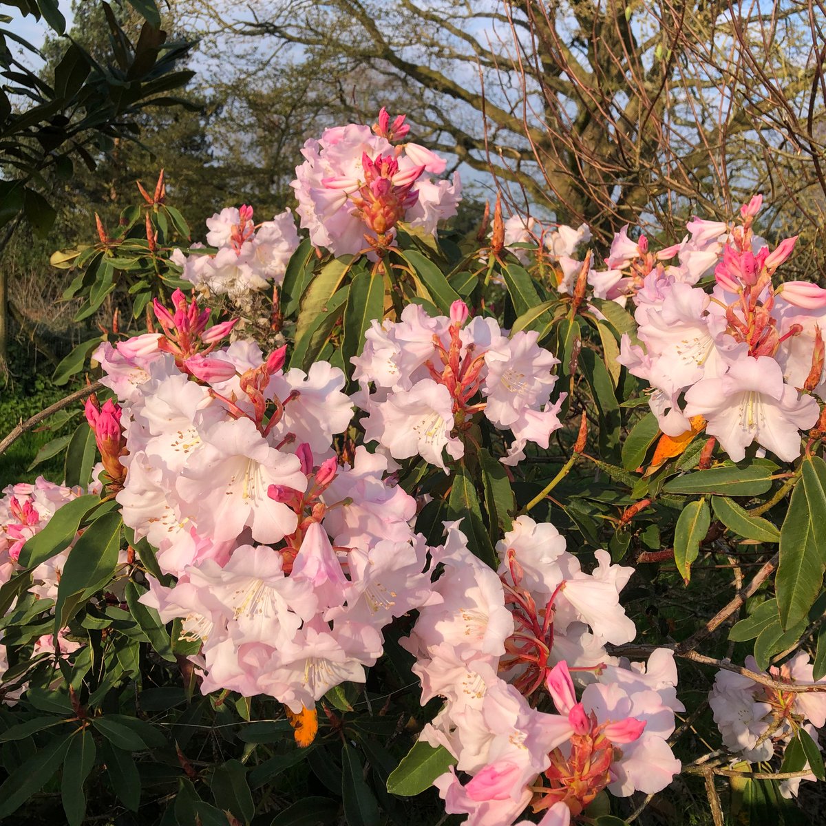Loder_Plants's tweet photo. What a start to the day and It keeps getting better
Rhododendron 'Pink Glory‘ (irroratum x Loderi)
#Leonardslee Hybrid by Lady Loder, Sister seeding to “White Glory’
#GoodMorning, #Walk #wonder #Beauty #Peaceful #Sunrise #sunlight #Nurseries #sussex
@RCM_Group @Loder_Plants https://t.co/f2Vo0Po27c