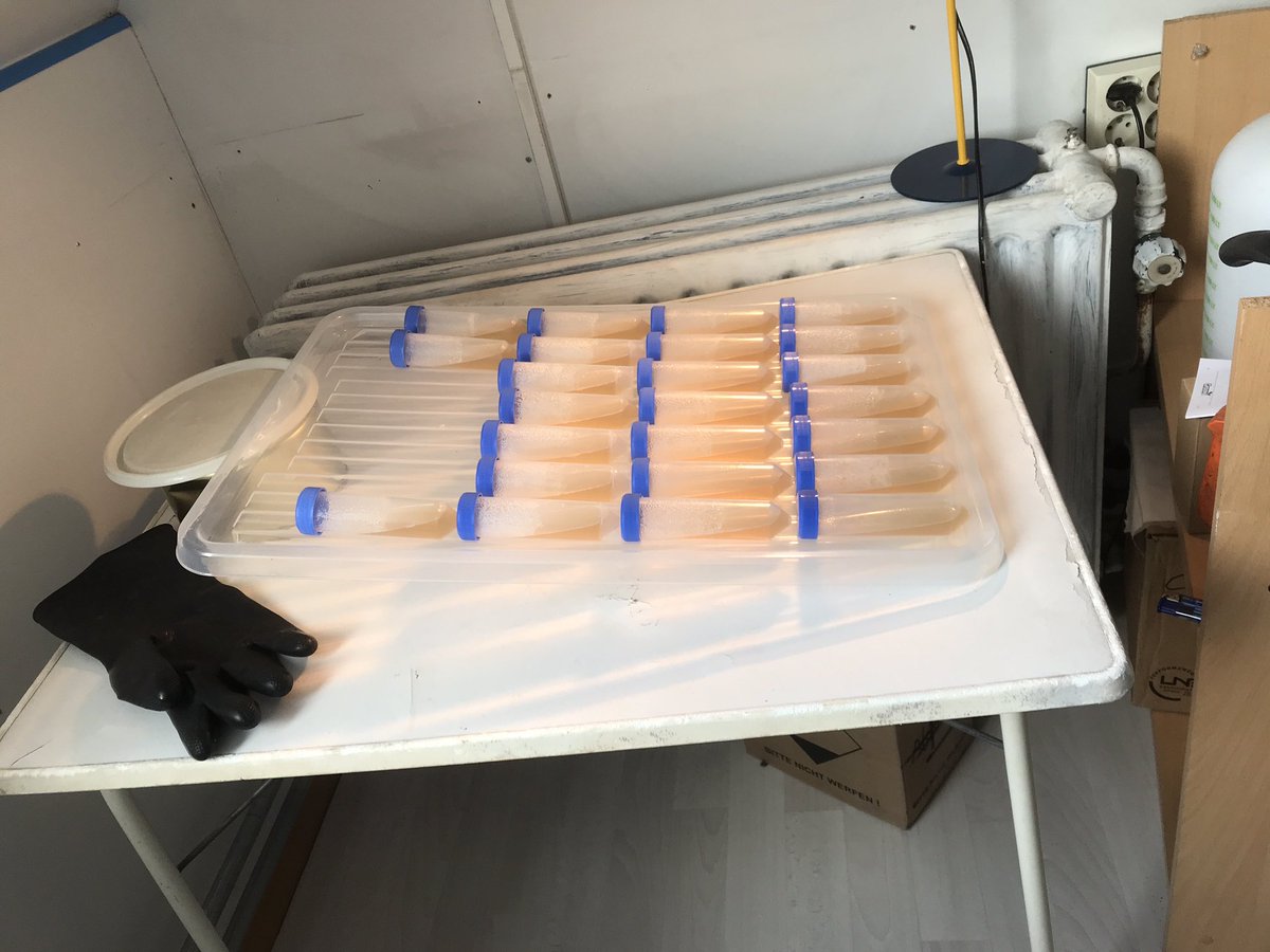 DutchFungi's tweet photo. 🇳🇱 cultuurbuizen maken voor lange termijn opslag mycelium culturen. Collega kwekers kunnen contact opnemen als ze vragen hebben over de techniek 🇬🇧 making culture slants for long term storage of mycelium cultures. Cultivators may contact us if they have questions on the technique https://t.co/KHIzpWockO
