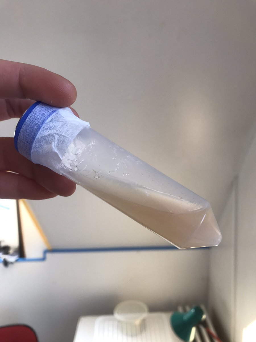 DutchFungi's tweet photo. 🇳🇱 cultuurbuizen maken voor lange termijn opslag mycelium culturen. Collega kwekers kunnen contact opnemen als ze vragen hebben over de techniek 🇬🇧 making culture slants for long term storage of mycelium cultures. Cultivators may contact us if they have questions on the technique https://t.co/KHIzpWockO