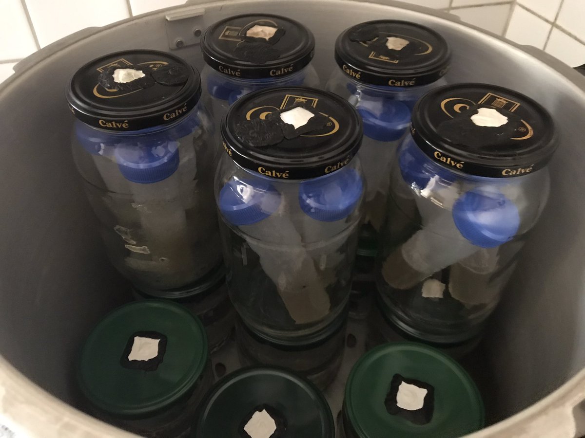 DutchFungi's tweet photo. 🇳🇱 cultuurbuizen maken voor lange termijn opslag mycelium culturen. Collega kwekers kunnen contact opnemen als ze vragen hebben over de techniek 🇬🇧 making culture slants for long term storage of mycelium cultures. Cultivators may contact us if they have questions on the technique https://t.co/KHIzpWockO