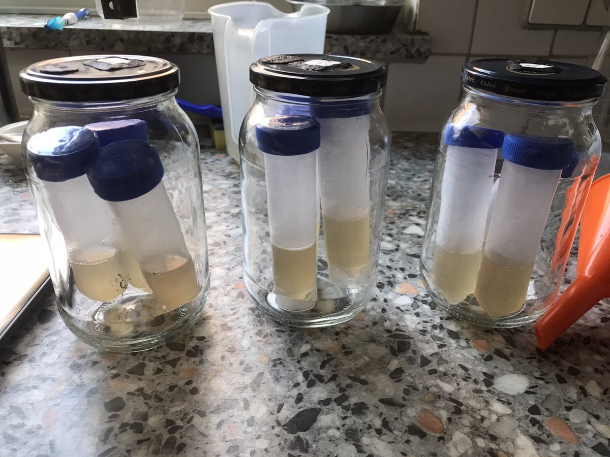 DutchFungi's tweet photo. 🇳🇱 cultuurbuizen maken voor lange termijn opslag mycelium culturen. Collega kwekers kunnen contact opnemen als ze vragen hebben over de techniek 🇬🇧 making culture slants for long term storage of mycelium cultures. Cultivators may contact us if they have questions on the technique https://t.co/KHIzpWockO