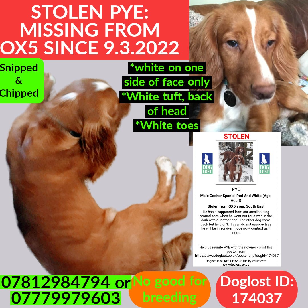 @rosieDoc2 @JacquiSaid @thedogfinder @bs2510 @pettheftaware @MissingPetsGB HAVE YOU SEEN COCKER PYE.. Was PYE sold to you after he was #STOLEN Did you find PYE after he went missing? Did you realise this is #theftbyfinding ? Do the right thing now.