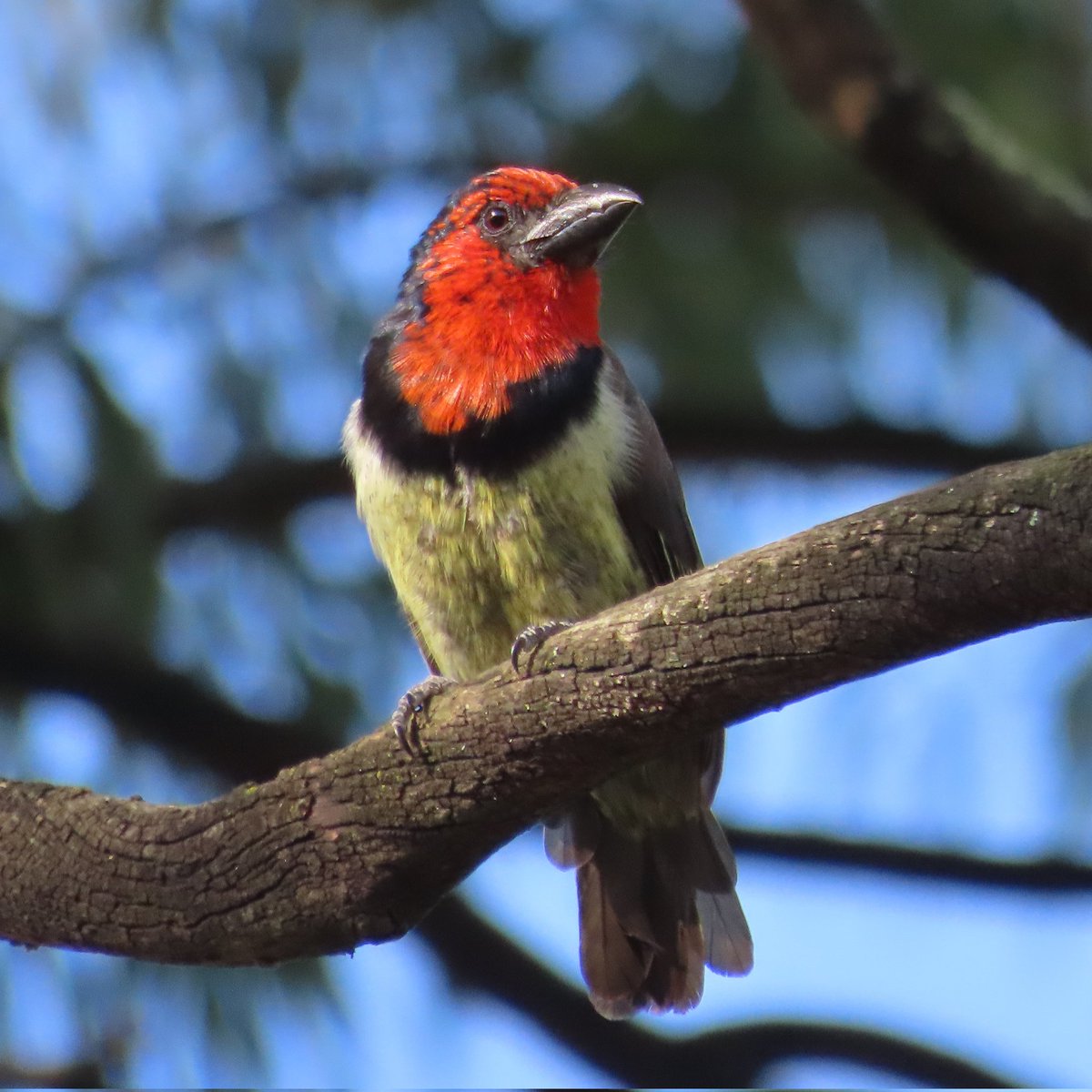 WWWings2023's tweet image. This #BlackCollaredBarbet checked me out just long enough (thank god) for me to get all the camera settings...well, you know!
#SouthAfrica #BirdsSeenIn2023 #BirdsOfTwitter #wildlifephotography #TwitterNatureCommunity #naturelovers #NaturePhotography #Drakensberg #birdwatching