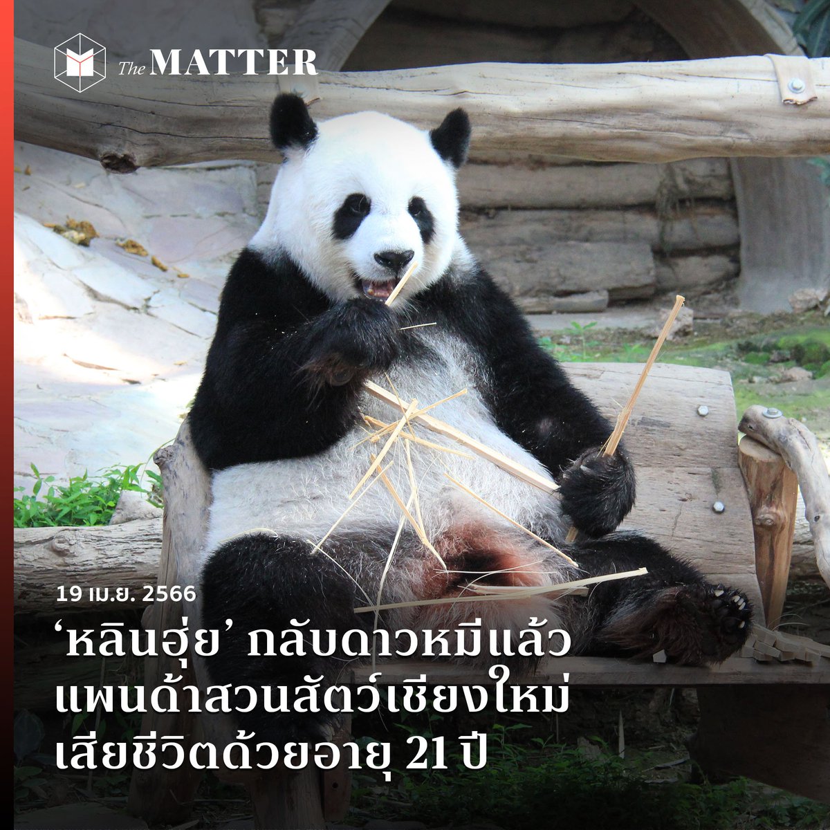 thematterco's tweet photo. ‘หลินฮุ่ย’ กลับดาวหมีแล้ว

กลายเป็นข่าวเศร้าของวันนี้ (19 เมษายน) เพราะ ‘หลินฮุ่ย’ แพนด้าเพศเมีย ณ สวนสัตว์เชียงใหม่ เสียชีวิตแล้ว หลังมีอาการไม่ปกติตั้งแต่เมื่อวานนี้ (18 เมษายน)

#หลินฮุ่ย #แพนด้า #เชียงใหม่ https://t.co/g2Oajmo3ni