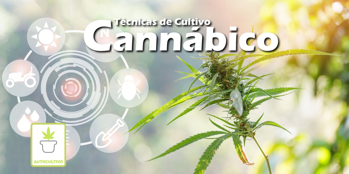 kiefmx's tweet photo. ¡Hoy es Martes de Cultivo! 🪴
¿Sabes cuáles son las distintas técnicas que se emplean para cultivar cannabis?
⬇️⬇️⬇️
https://t.co/wVMF4loiC0

Entra #KiefMagazine y se parte de la Red Integral Cannábica más grande del mundo…
#kief #redintegralcannabica #autocultivo #weedyourlife https://t.co/dNHjaHD8Yy