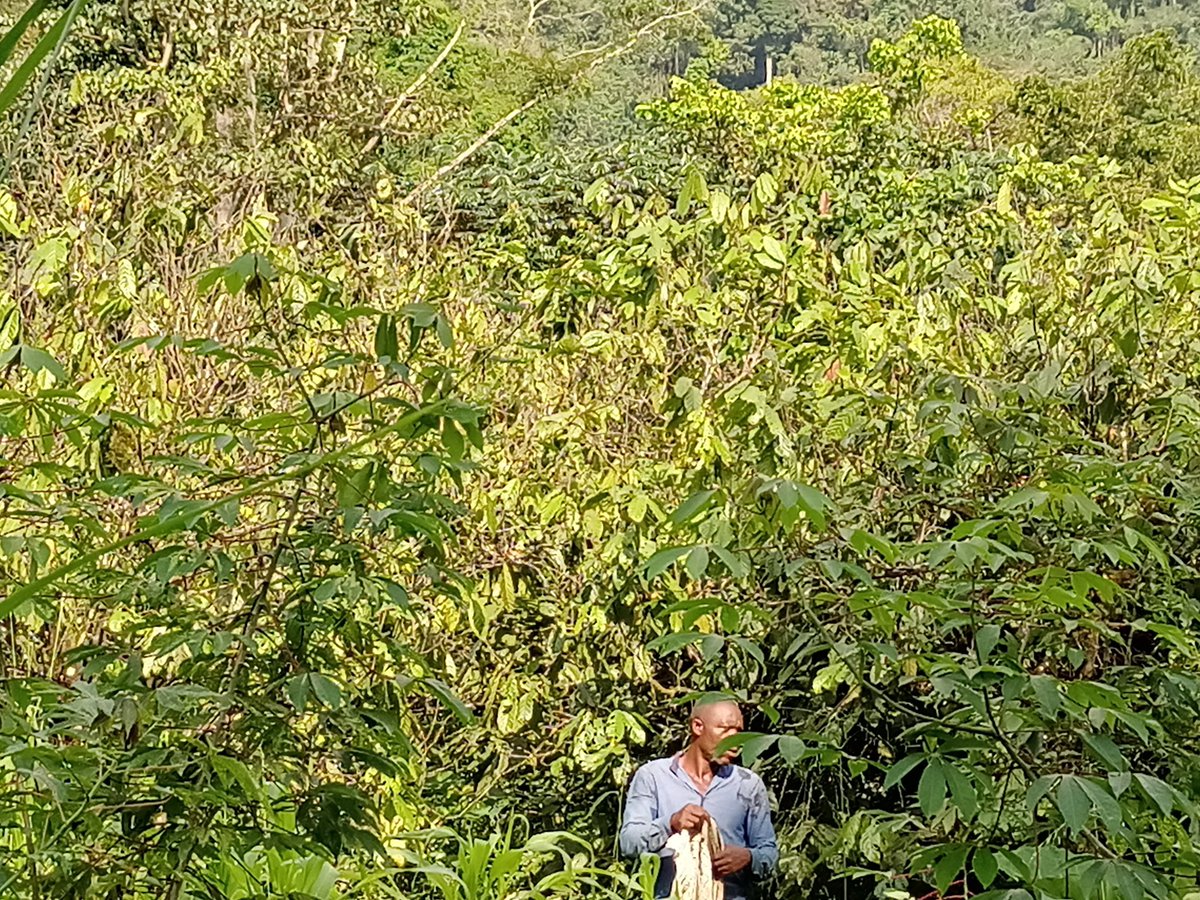 AbiluTangwa's tweet image. Did you know that agroforestry systems provide shade for cocoa trees, which leads to better yields, healthier soils &amp;amp; carbon sequestration. Let&apos;s grow cocoa the right way #agroforestry #Sustainability #cocoaproduction #chocolate