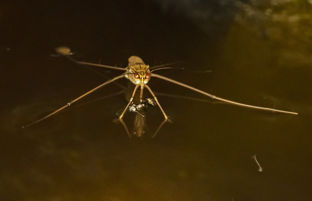 dhritimanimages's tweet photo. World of smaller life forms from Dampa Mizoram. Check the story here - https://t.co/TmXIA01MQz #dampa #bandedbullfrog #aquaticbug #waterstrider #caterpillar https://t.co/Vnyr6rxjwc
