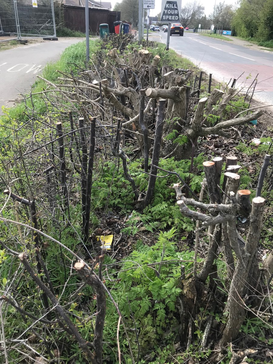 I visited this site of casual biodiversity destruction today - a long hedge, that was in blossom, that contained nests, shelter, life - now uniformed lay slashed to the ground: Sawston, South Cambs - courtesy of <a href="/Redrow/">Redrow</a> developers