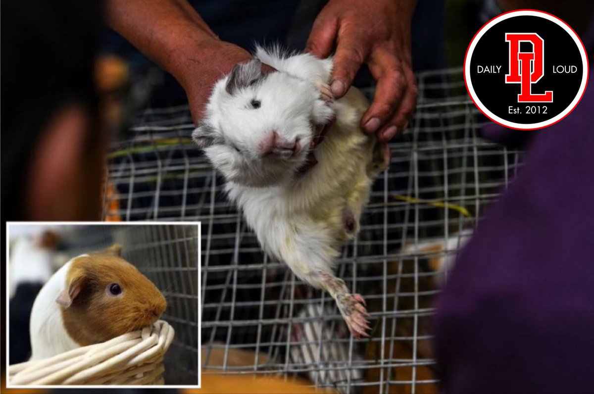 DailyLoud's tweet photo. New York mayor Eric Adams to approve NYC guinea pig ban 👀 https://t.co/4Zxdl2aV2N
