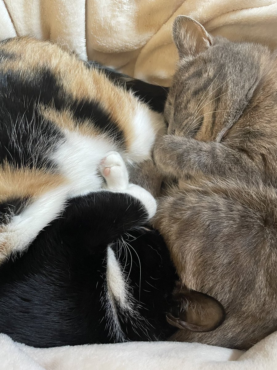 KikisSuper's tweet photo. #CatsLover #CatsOfTwitter 
お昼ごはんの時間だよー。 https://t.co/1MKA0xzW1h