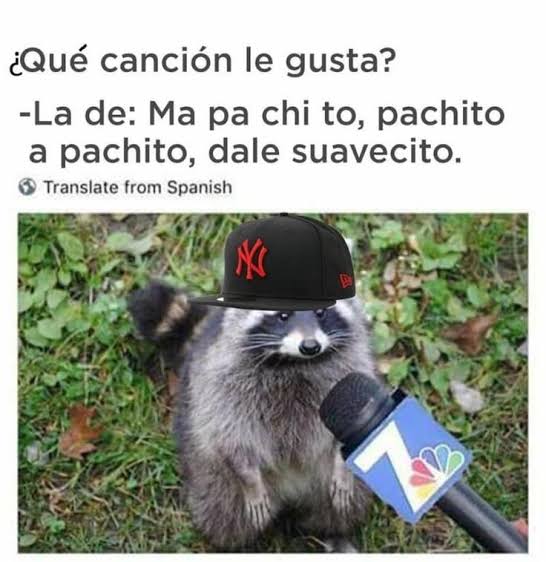 MapachitosFun tweet picture