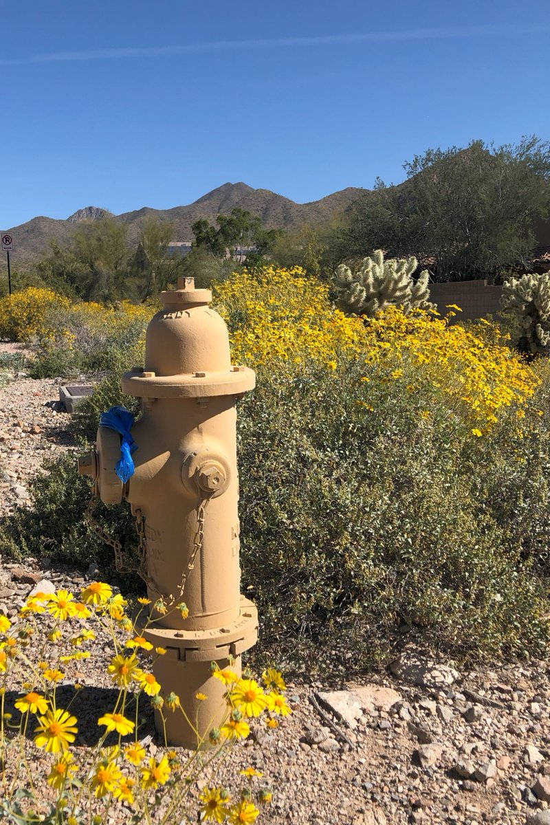 ExecHippieLife's tweet photo. Walking in Beauty + A Bag of Poo. It's easy to experience peace and joy when all is going beautifully, but how do you come back to that when you're dealt an unexpected pile of crap? 3 steps to get rid of negativity now and keep it from building up. https://t.co/ZYfS1eeMMS https://t.co/GHEUzPrN06