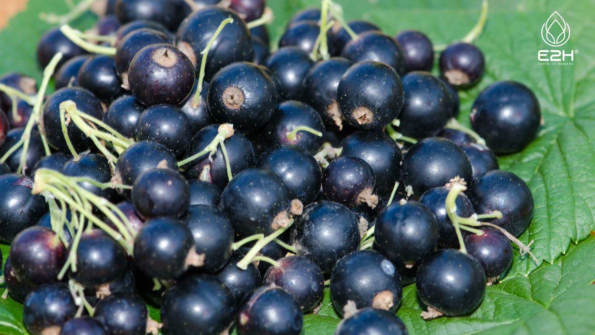 😊 Lift your mood with Black Currant! They contain nutrients that support the production of mood-regulating neurotransmitters. 

Learn more 👉blogtwitter.earthtohumans.co/Black_Currant

#MoodLifter #MentalHealth