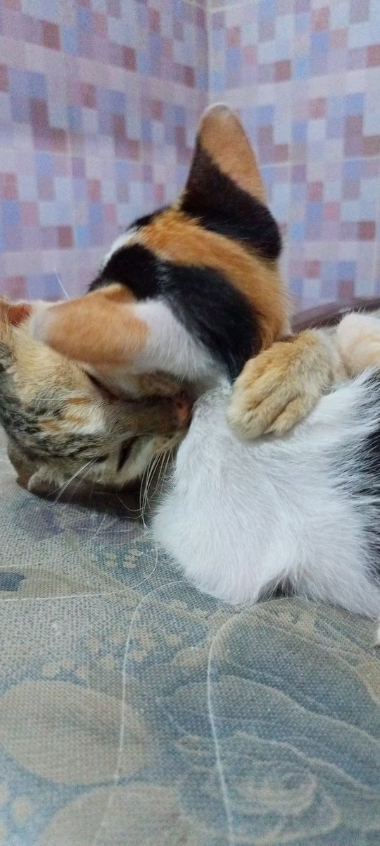 Rzaf_29's tweet photo. Percobaan pembunuhan 😂 #cat #tren #viral #ตงตงเบส #gomoy #bocil #kurcil #Catchoice #petfood #belang #kembangasem #tukangtidur #unik #warnacantik https://t.co/q3cwnzs0Hv