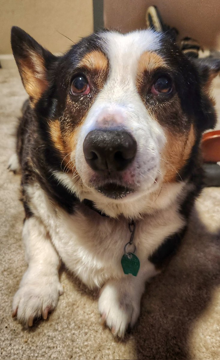 HenryCorgi's tweet photo. I'm tired of walking on soggy grass.  There's been too much rain here in South Florida lately. https://t.co/3hvpgm46q0