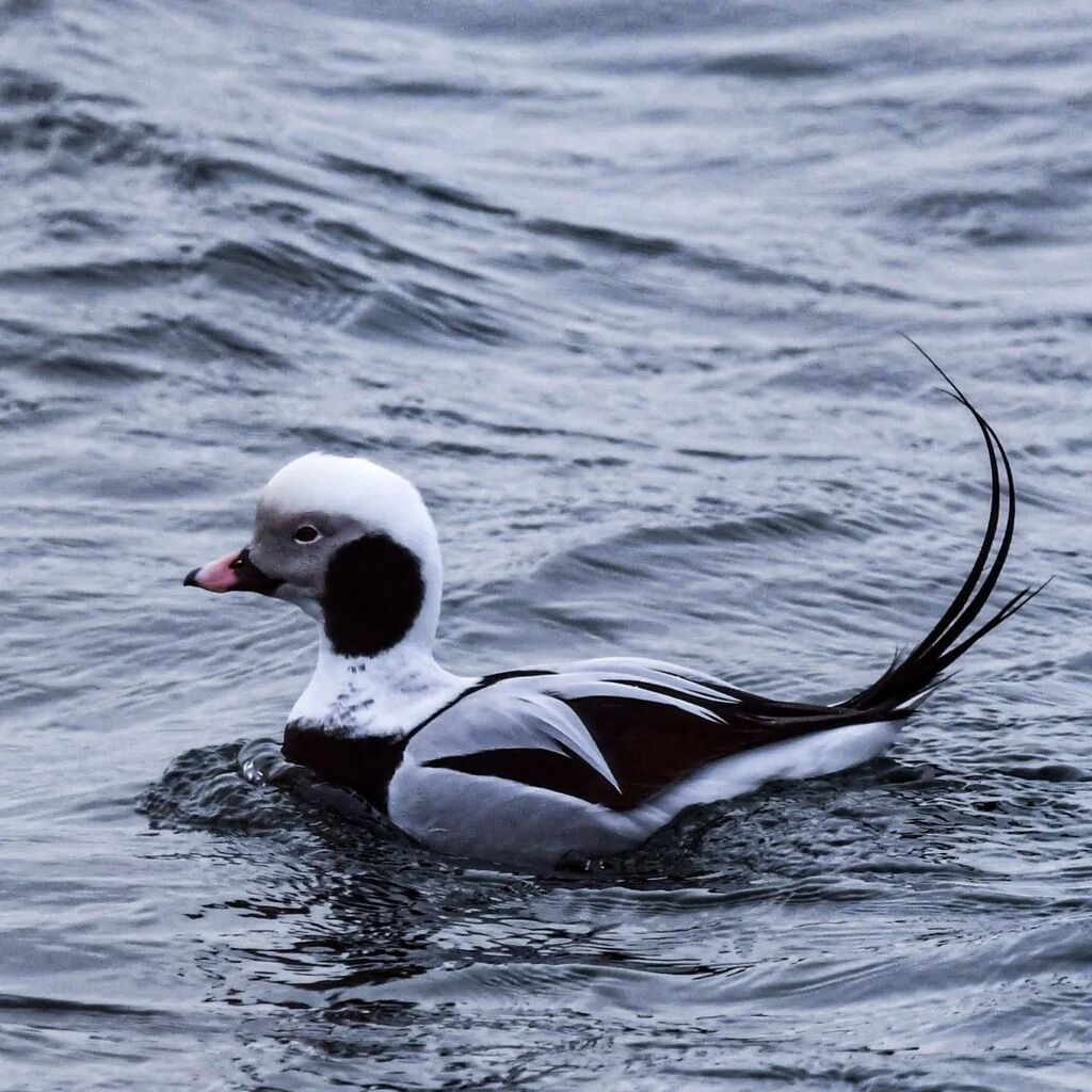 gttavisions's tweet photo. The Long-tailed Duck is one of the most unique members of the waterfowl family, with even the non-breeding males having an almost artistic coat. While prior encounters were fleeting - with the diving duck doing what it does best - my first outing of 2023… https://t.co/MVvZS1p3gn https://t.co/IinxlkdjAo