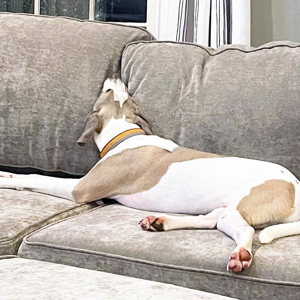 PopPugPeoBlog's tweet photo. Too bad he isn’t comfortable on our couch 😂
.
.
.
.
#dog #dogs #dogstagram #dogsofig #dogoftheday #dogsofinstagram #atlanta #georgia #blog #blogger #pet #petoftheday #petstagram #mixedbreed #rescuedog #muttsofinstagram #mixedbreedsofinstagram #rescue… https://t.co/9eil12zwx4 https://t.co/VR01xe1niK