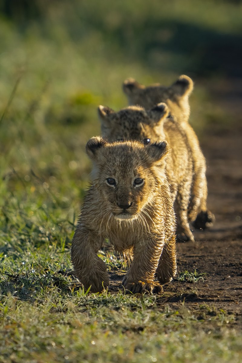 March-past!
Often in pride, there will be many cubs. In this pride, there were more than 12 cubs. 6 in the same age group 6 were slightly bigger. Every moment with them was fun and an opportunity as a wildlife photographer.
 #MaraTrails  @Wildlife_NFTs @theburrownft