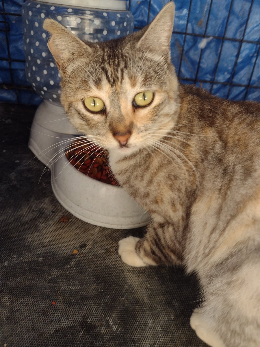 Hi there! I'm Mercury, also known as "Kitty". <a href="/ObservatoryCats/">Observatory Cats</a>