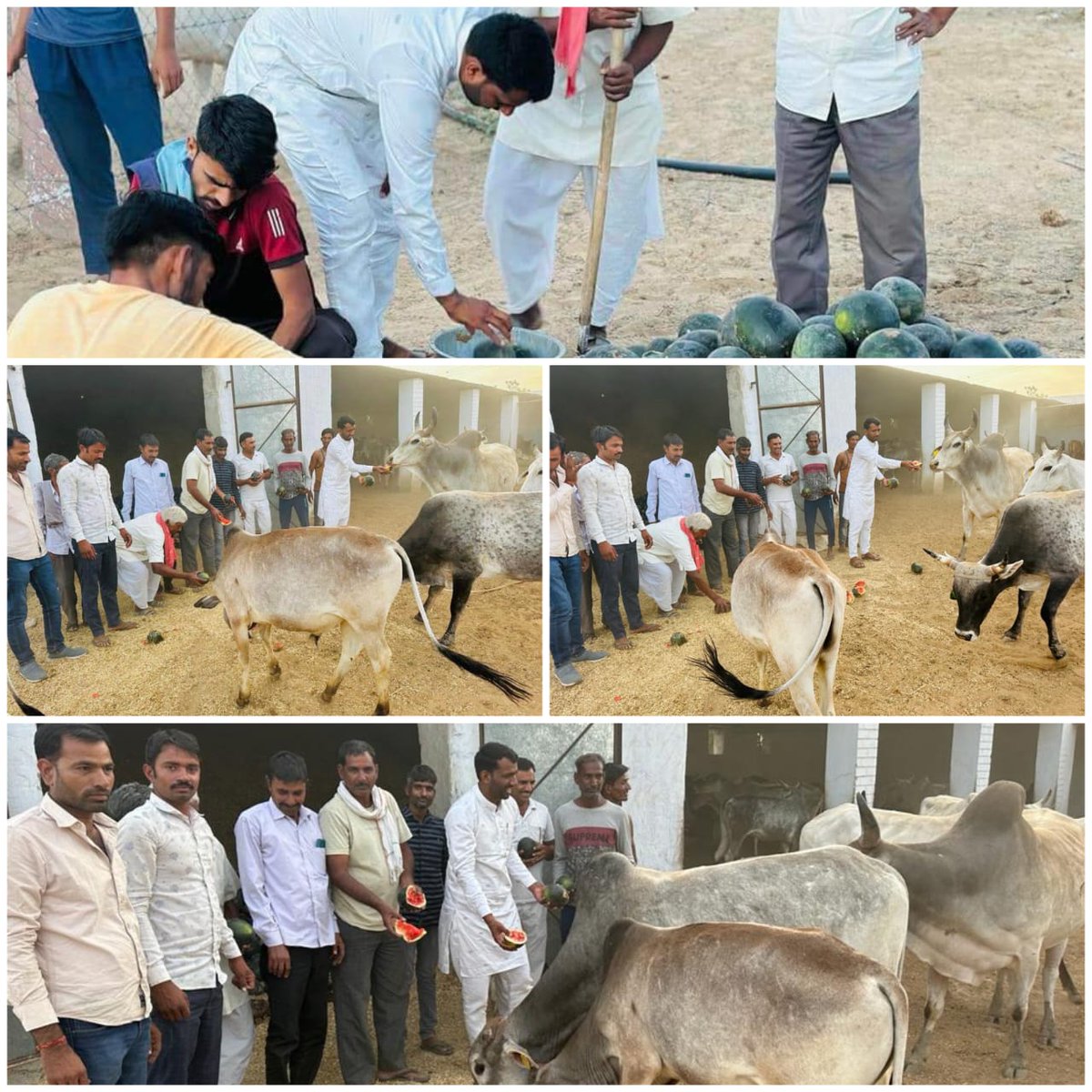 NeevikaNews's tweet photo. बरांगणा सरपंच हनुमान जी चौधरी ने गायों को गुड़ व तरबुज खिलाये।
बहुत बहुत आभार आपका।
जय गो माता।
@HanumanDidwana #Maulasar #Didwana https://t.co/UNPBoGAg5V