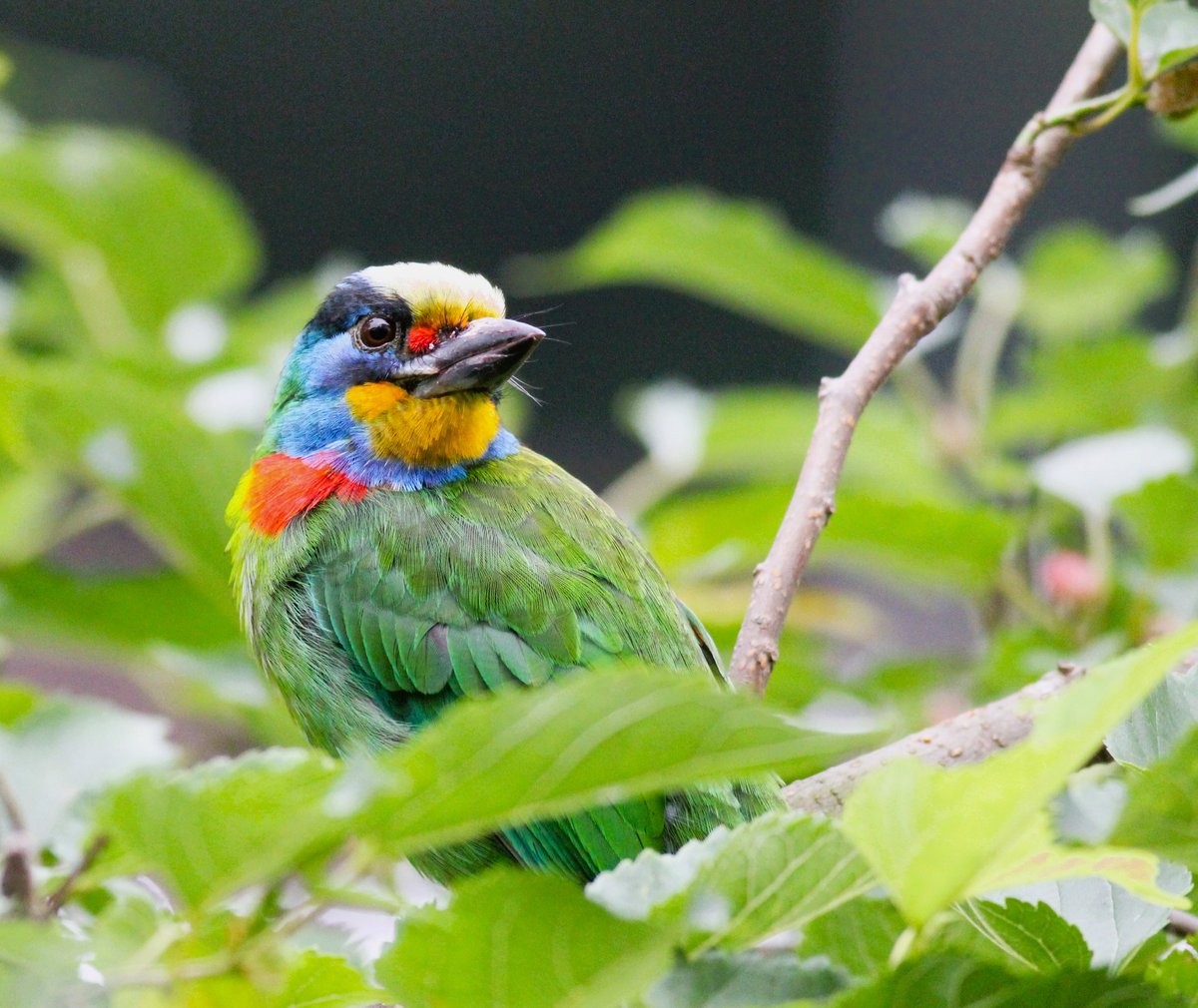 Guess what the Taiwan  Barbet looking at ?