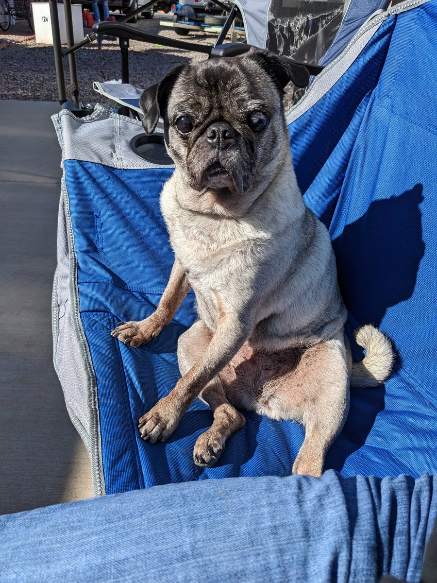 shpiker's tweet photo. @VanessaKade Puppers 4 u https://t.co/W2Ul4Hnyzm