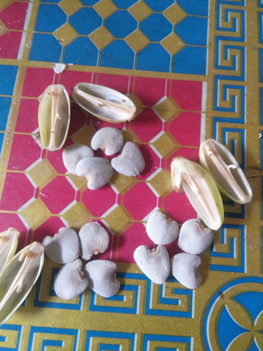 putrapertiwi26's tweet photo. @_yesterdaywas @tsoegi @iidRizki @chyntessa Saya ada herbal untuk keluhan amandel.  Terbukti sangat ampuh mengatasi, cacingan jerawat, bisul, amandel, KGB, cancer, bisa juga untuk trapi cancer. Krna membersihkan darah. Wa 085601242360 https://t.co/0rUMrcWaCf