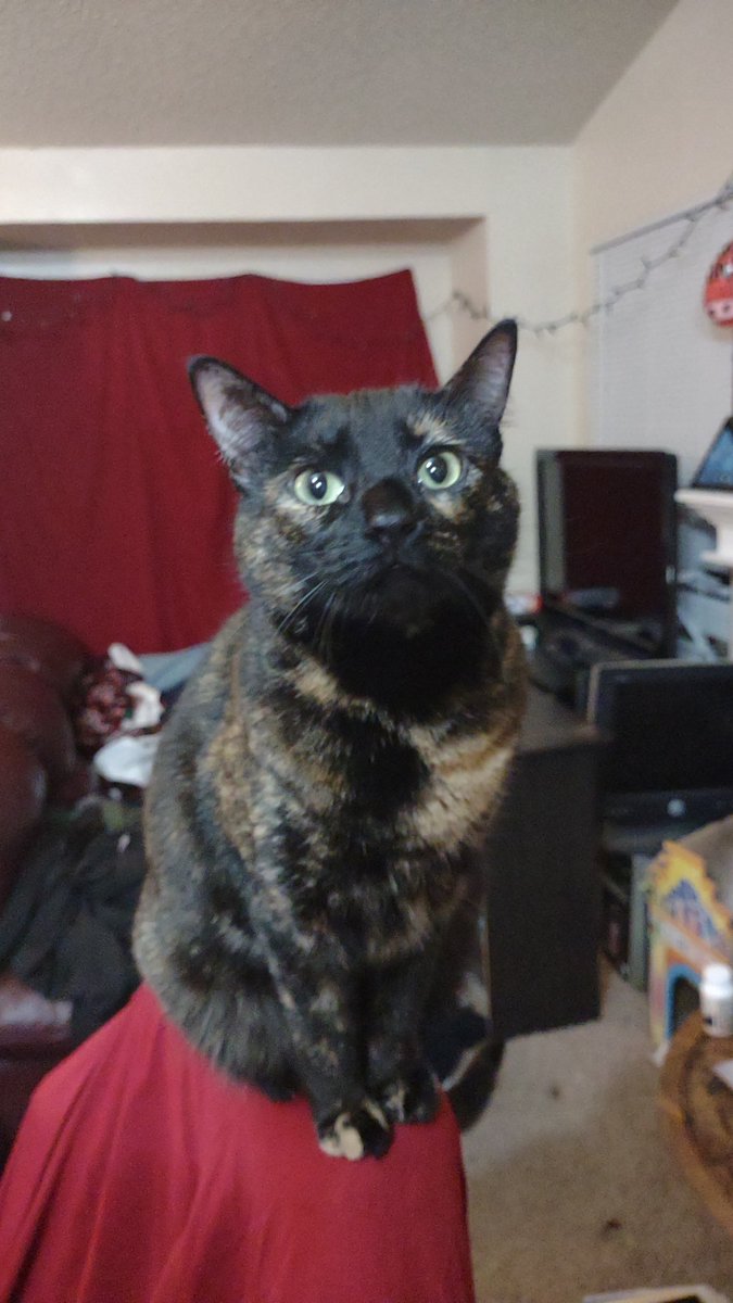 Noodle_Babey's tweet photo. So tall https://t.co/QkptkQPpYt