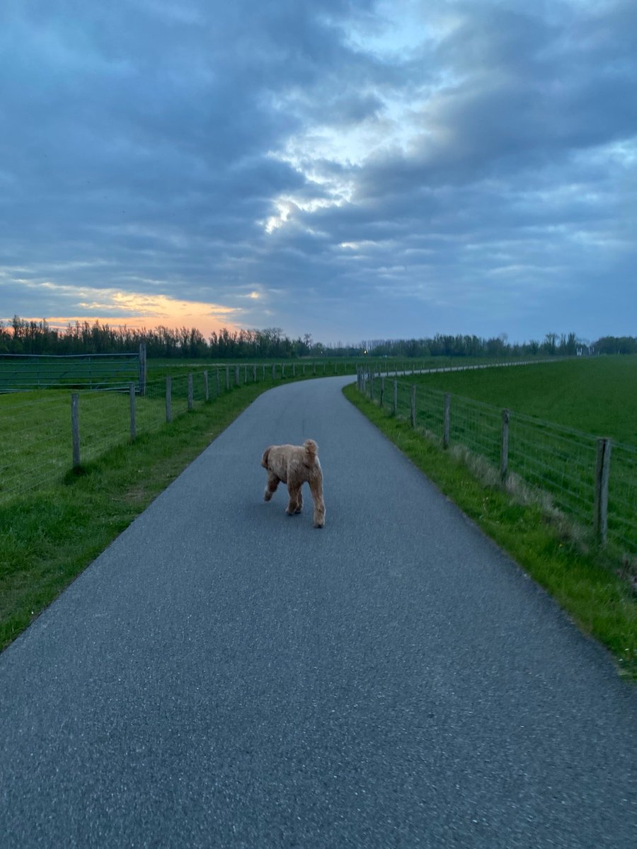 Lee0602's tweet photo. Heerlijk vroeg en niemand te zien 🐾🐶😍 (@ Wandeldijk in Dordrecht, Zuid-Holland) https://t.co/TTl0iwpXCZ https://t.co/5kXTWYWggy