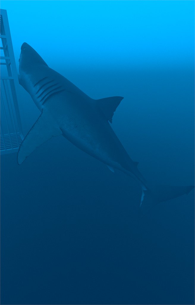 CGCauldron's tweet photo. 3D model, Carcharodon Carcharias (Great white shark) - CG underwater scene

Modeling &amp; Rigging in Maya / Textures in Substance Painter / Render in V-Ray https://t.co/hgCjWJod22