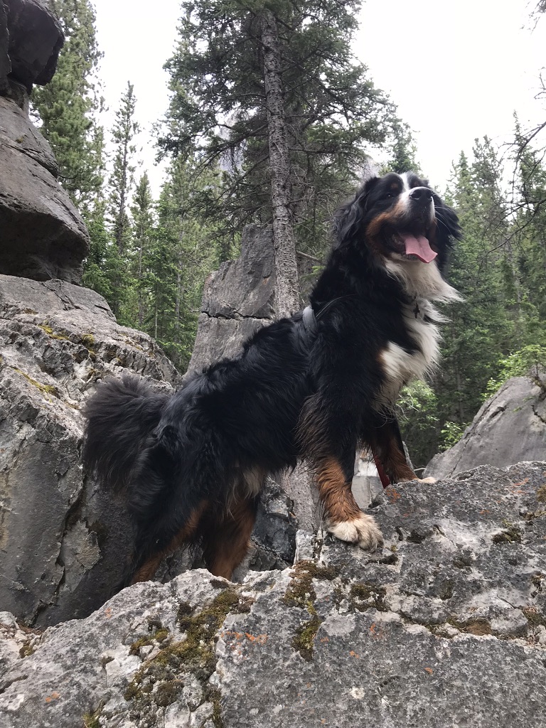 bunsenbernerbmd's tweet photo. Our Bernese Mountain Dog is a stoic, affectionate, goofy bear-thing.  

He lives for the winter and the cool mountain air.

Shockingly something he did both ruined my birthday, made me look like a monster, and cost our family a big chunk of change.

Of course I immediately forgave him, but the story of WHAT HAPPENED is much more hilarious now than at the time it happened.

My birthday comes at the end of August and for as long as I can remember it was really bittersweet.  As I blew out the candles each year it meant that summer was over and it was back to school, and then later back to work as a teacher.

Each year I try and do something in nature for my birthday.

My thought is, why sit around getting older when you can hike, kayak, or explore nature with dogs.  Our summers are short enough, each day needs to count as winter could literally hit in September.

Our family was in the mountains with Bunsen and our chaotic Golden Retriever, Beaker.  We had already hiked a canyon and mountain pass, along with spending an entire day paddle-boarding on an aquamarine mountain lake.

The last day on our mountain getaway would be my birthday and we planned to hike to Chester Lake.

It’s a hard hike and Adam (my son) and I had already done it with Bunsen and Beaker in the winter.  The first hour is a pretty steep incline, but you are rewarded with a meadow surrounded by towering mountains.  Adam and I hiked to the frozen lake, sat and ate our lunch, and watched the wind blow snow on the peaks.  It was gorgeous. 

I had chatted up another hiker who was up there by himself.  The guy was decked out in amazing snow gear and sported a truly epic beard.  Not only that, Bunsen and Beaker couldn’t get enough of this dude and Mountain Guy couldn’t get enough of them.

Perhaps Bunsen thought he was an actual bear and felt some kinship with him.  Beaker needed no excuse.  She would want to be friends with anyone, even an actual bear.

Mountain Guy made sure to tell us multiple times that we HAD to come back in the summer.

Needless to say, when a random mountain guy with an epic mountain beard tells you where you should go in the mountains, you probably should listen.

I convinced Kris to come with us.  She wasn’t keen as the last big hike we went on was what she called “The Death Hike” up to the Ink Pots high above the gorgeous waterfalls of Johnston Canyon in Banff.  

I thought the Ink Pots were worth it (naturally occurring DEEP emerald pools of water) but Kris didn’t think the extra 10km was worth it and told me repeated every step down.

At any rate I woke up excited for the day, carefully packed our day packs with snacks (gotta pack trail mix!), plenty of water for us and the dogs, and a delicious lunch of amazing bagel sandwiches.

Honestly, nothing tastes better than a fancy sandwich after reaching the “top” of a hike.

We loaded up the critters and humans into our minivan and got to the trailhead for a decent start time.

This is where everything went sideways.

The parking lot is a huge gravel rectangle, and despite us being there decently early, it was already getting busy.  I counted at least 50 vehicles there and the lot was teeming with hikers.

Somehow a space was open directly beside the trailhead, perhaps left by a sunrise hiking group, so pulled into an amazing parking spot.

I sprung out of the van and started unloading our packs including Bunsen’s hiking backpack that he wears.

The dogs always exit last, once we have all our gear ready to go and double checked, and Beaker sprung out of her spot with a gusto for adventure.

Normally Bunsen is equally excited to escape to freedom, but he was very reluctant to hop out of the van.

After basically pulling him out (which in hindsight was odd) he hopped down and the dozen or so people taking pictures at the trailhead shouted with glee.  Beaker is adorable, but Golden Retrievers are common, Bunsen is not so common and strikes a majestic pose.  He’s kind of a magnet everywhere we go.

Now I thought after he hopped out he was walking funny, but I pushed it to the back of my mind as I tend to be a bit of a hypochondriac around the big guy.  He broke his toe randomly as a puppy so we have always been hyper focused on his health.

As I was strapping his backpack on I caught wind of a definite mood change in the throng of hikers.  

I lingered on the faces of a few as murmuring began and the happy expressions of seeing Bunsen were now expressions of concern or even disgust.

One guy looked at me and said, “Really?”

I was totally taken aback and assumed their disdain was for the dog-backpack that I was strapping to Bunsen.  

We’ve had comments before that it’s cruel to put a dog in a backpack, but Bunsen is trained to wear one and our trainer says dogs should pack in their own food and snacks and pack out their poop.

I was ready to go into my TED talk on why Bunsen is totally capable of wearing a backpack when I noticed that he was limping.

I stopped what I was doing and Bunsen stopped walking.  I called to Kris and led him over to her.

Yep.  Bunsen was REALLY limping.

The throng of gathered hikers who didn’t know what we were doing assumed we were going to go on a fairly epic hike with a dog that had a serious limp.

ALSO they had just witnessed me strapping a big backpack onto the dog.

In their eyes we were terrible monsters.

I get why they thought I was an animal abuser, but at the time I was way more worried about Bunsen.

I took his backpack off and had him walk some more.

Limping.  

Bad.

I carefully looked at his paw on the leg he was favouring for glass or anything really that would explain the limp.  I couldn’t see anything wrong.

I looked at Kris and we both said simultaneously, “Bunsen can’t do the hike.”

We chatted quickly about what to do.

Adam and I could take Beaker on the hike and have Kris stay back with Bunsen.  Kris advocated for this as it was my birthday, but the thought of leaving her at the trailhead for hours with a dog that had a serious and painful looking limp wasn’t a great idea.

As Bunsen moved his limp got worse and worse.

We decided to pack up and drive from the mountains home to an emergency vet clinic.

Only a minute had gone by while we pitched ideas and Bunsen’s limp got even worse.

I led him back to the van and the big guy barely made it.

He wouldn’t jump up into the van, so I had to lift him in.

I was now terrified.  

Bunsen was seriously hurt.

We chucked everything back into the dog-mobile and turned to home.

Kris  found a window of time for Bunsen’s normal vet to see him.  The vet couldn’t guarantee more than a check up and possible X-rays, but we were concerned and sick with worry.

It was a long stressful drive back to our town, with all of us checking on Bunsen every five minutes.

Bunsen had laid down on the floor of the van and promptly fell asleep.

As I definitely broke the speed limit on the way home, we made excellent time and hit the window the vet could see Bunsen.

I opened up the sliding door, fully prepared to lift Bunsen out and carry him as I assumed his injury would have gotten worse during the car ride.

To our surprise Bunsen happily woke up, wagged his tail and leaped out the van.

I remember saying stupidly “Maybe it healed during the trip”

This, of course, is idiotic and ridiculous.

Without a care or worry, Bunsen padded happily into the vet clinic, proudly stepped on the scale and gleefully walked into the waiting room.

The Vet examined his paw, moving it forward and back, pressing it hard and doing other vet things.

Bunsen just smiled and with great gusto took the cookie the vet gave him.

The vet looked at us and said, “There is nothing wrong with him.”

I couldn’t believe it and I said so.

Obviously telling a vet that you know more than him is idiotic and ridiculous.

He said that they could do X-rays just to make sure, but he was confident that there was nothing wrong with Bunsen.

We did the X-rays.

There was nothing wrong with Bunsen.

The vet concluded that Bunsen probably faked the injury.  The vet said that Bunsen “could” have landed funny or on a very pokey rock but realistically, Bunsen just didn’t want to go on the hike.

I was flabbergasted.

Our big, brave, loyal, bear guardian dog just decided that he had enough hiking and pretended to be injured to get out of work.

Somehow he KNEW what an terrible injury looked like and made it get WORSE AND WORSE the longer we lingered at the trailhead.

I asked him why he did what he did.  He just smiled at me.

By the time we got home it was late, we were exhausted, and my wallet was a few hundred dollars lighter.

Since Bunsen had slept the whole time, he was fresh as morning dew and was bugging me to go outside.

I took him for a short walk to do a number 2, wistfully looking at the mountains far in the distance as the sun set on my birthday.

I looked at my Oscar winning dog-actor and told him I loved him.

He just smiled.

Yeah, it was a pretty good birthday after all.

#dogs