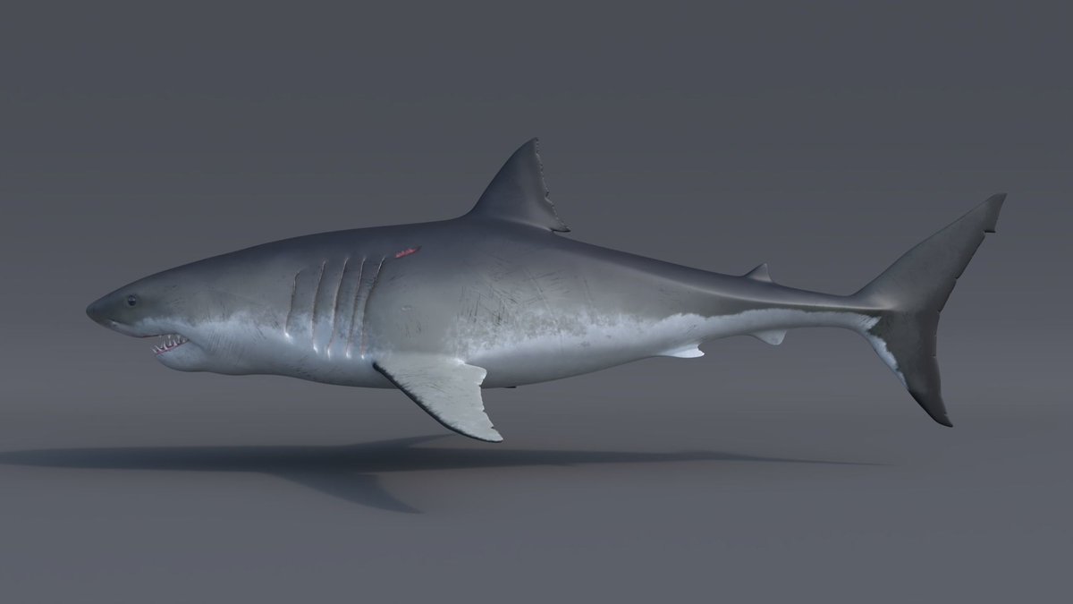 CGCauldron's tweet photo. 3D model, Carcharodon Carcharias (Great white shark) 
Fluid simulation - PhoenixFD
Modeling &amp; Rigging in Maya / Textures in Substance Painter / Render in V-Ray https://t.co/NTPjGtMqLr