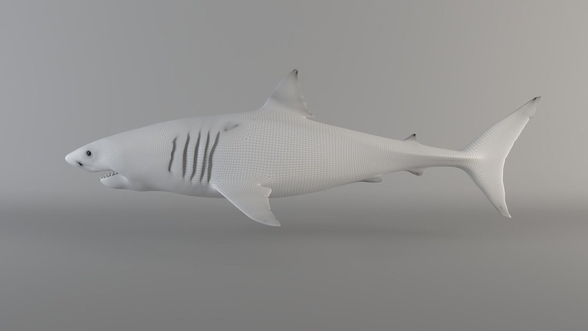 CGCauldron's tweet photo. 3D model, Carcharodon Carcharias (Great white shark) 
Fluid simulation - PhoenixFD
Modeling &amp; Rigging in Maya / Textures in Substance Painter / Render in V-Ray https://t.co/NTPjGtMqLr