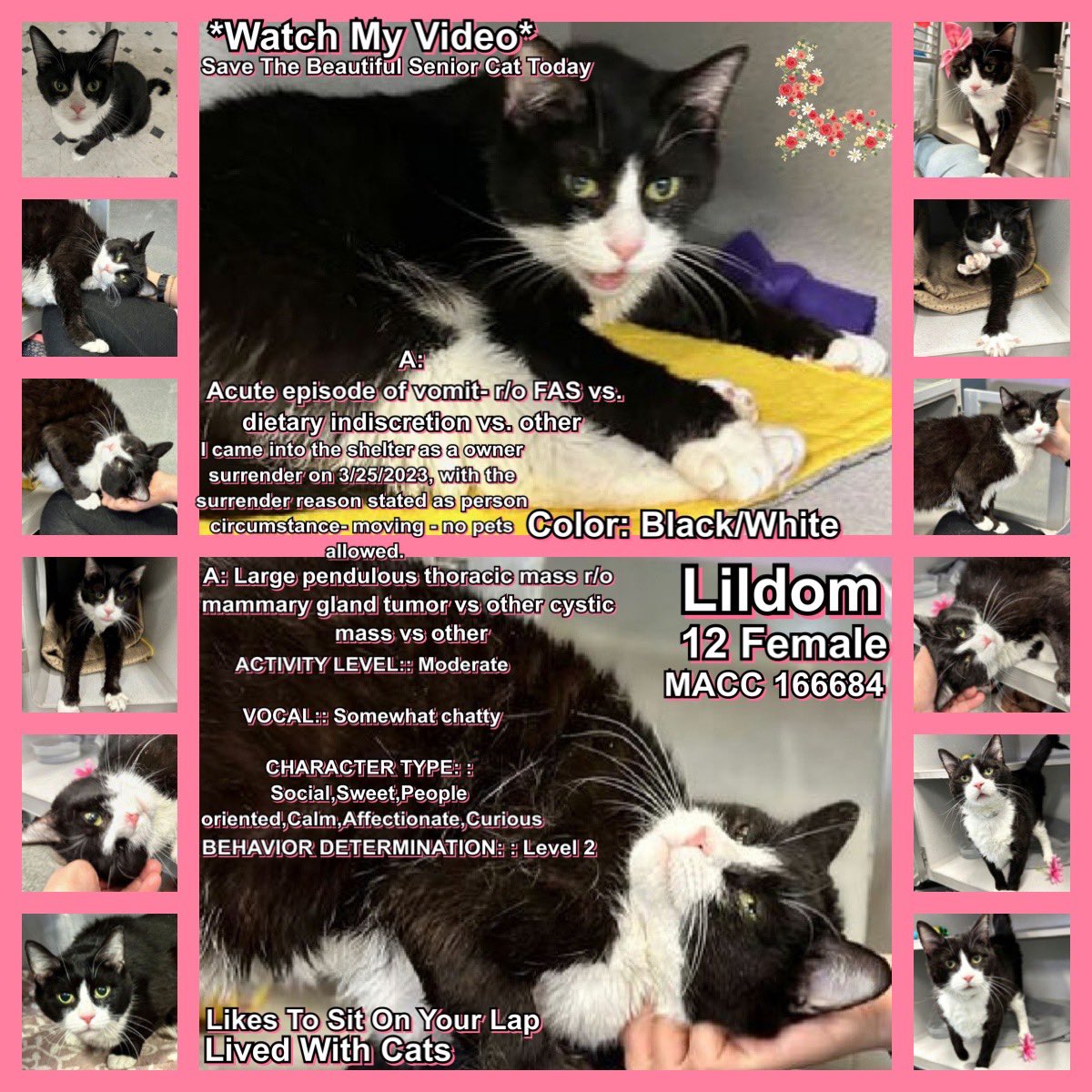 Kimberlykokourt's tweet photo. All 4 Of These Handsome &amp; Beautiful #Cats Of The #Manhattan &amp; #Brooklyn Animal Care Center (#NYCACC Shelter)Are All Scheduled For Euthanasia On Thursday April 20, 2023 At 12PM For Medical Reasons: #Rolf #ID169114 #Lildom #ID166684 #Mimi #ID168212 &amp; #Speckles #ID166739 #NYC #NY RT https://t.co/dJ7GtsKOae