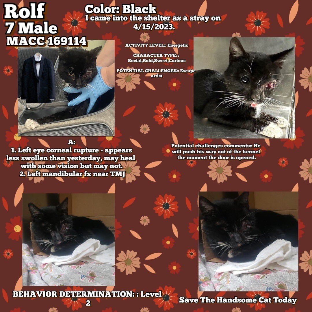 Kimberlykokourt's tweet photo. All 4 Of These Handsome &amp; Beautiful #Cats Of The #Manhattan &amp; #Brooklyn Animal Care Center (#NYCACC Shelter)Are All Scheduled For Euthanasia On Thursday April 20, 2023 At 12PM For Medical Reasons: #Rolf #ID169114 #Lildom #ID166684 #Mimi #ID168212 &amp; #Speckles #ID166739 #NYC #NY RT https://t.co/dJ7GtsKOae